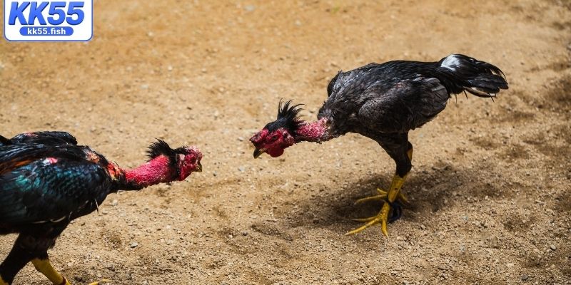 Sơ lược về sảnh đá gà KK55 Sơ lược về sảnh đá gà KK55